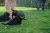 Offspring M